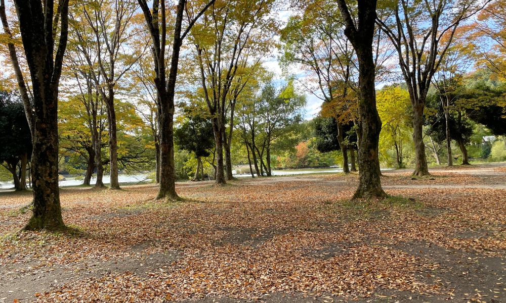 グリーンパーク山東 乗り入れフリーサイトの風景